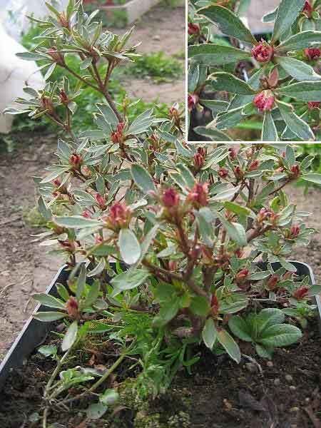 Rhododendron (?) 'Hot Shot Variegata' /Pěnišník (neurč.druh)/