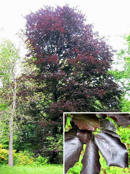 Fagus sylvatica f. purpurea /Buk lesní/