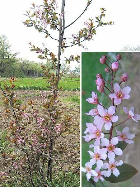 Prunus padus 'Colorata' /Střemcha evropská/