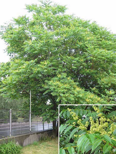Ailanthus altissima  /Pajasan žlaznatý /