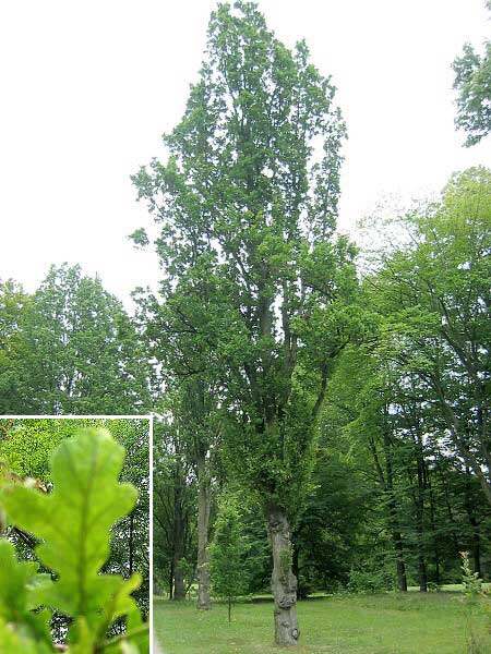 Quercus robur 'Fastigiata' /Dub letní /