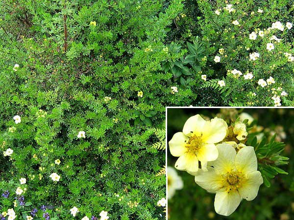 Potentilla fruticosa 'Primrose Beauty' /Mochna křovitá/