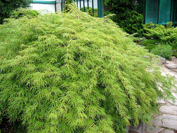 Acer palmatum 'Dissectum'  /Javor dlanitolistý/