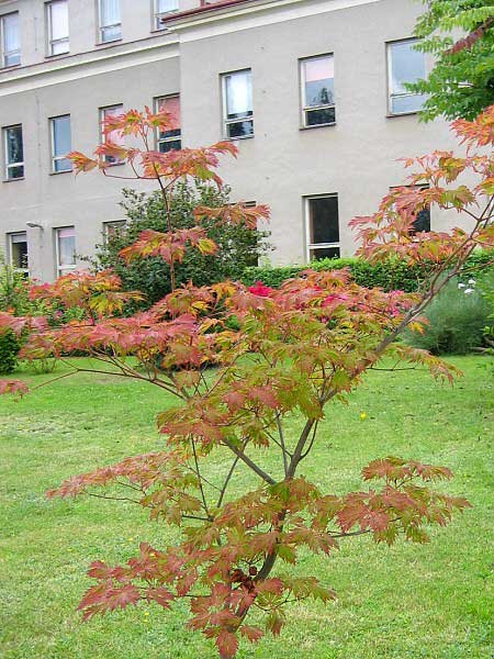 Acer japonicum 'Aconitifolium'  /Javor japonský/