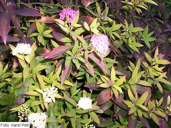 Spiraea japonica 'Shirobana' /Tavolník japonský/