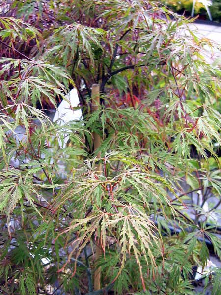 Acer palmatum 'Dissectum Rubrum' /Javor dlanitolistý/