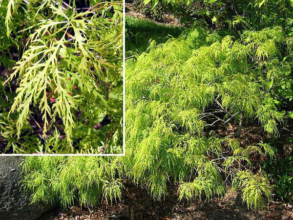 Acer palmatum 'Disectum' /Javor dlanitolistý/
