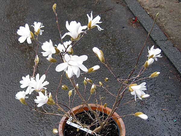 Magnolia stellata 'Rosea' /Šácholan hvězdokvětý/