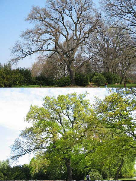 Quercus robur /Dub letní/
