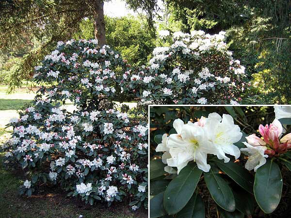 Rhododendron (hybrid) 'Alena' /Pěníšník kříženec/
