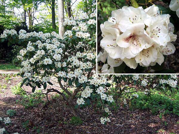 Rhododendron (hybrid) 'Harvest Moon' /Pěníšník kříženec/