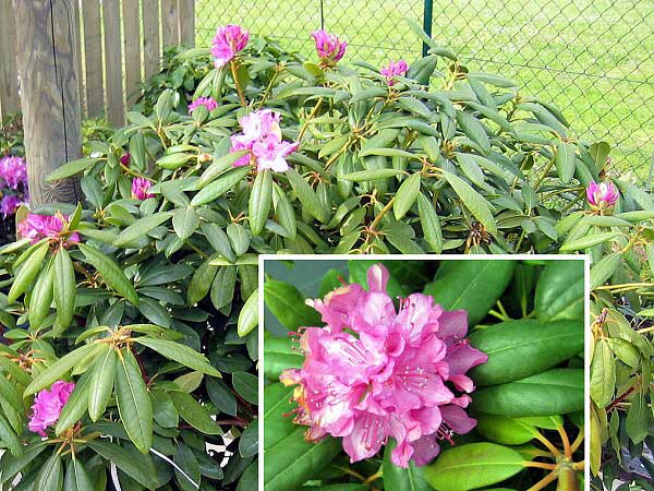 Rhododendron (hybrid) 'Roseum Elegans'  /Pěníšník kříženec/
