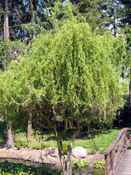 Salix x erythroflexuosa /Vrba pokroucená/