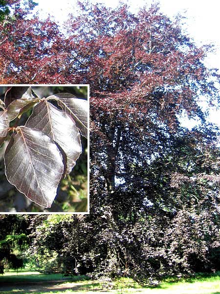 Fagus sylvatica f. purpurea /Buk lesní/