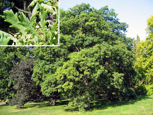 Quercus robur 'Filicifolia'  /Dub letní/