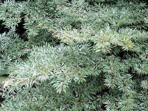 Fagus sylvatica 'Asplenifolia'  /Buk lesní/