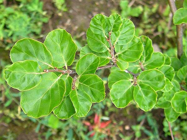 Fagus sylvatica 'Rotundifolia'  /Buk lesní/