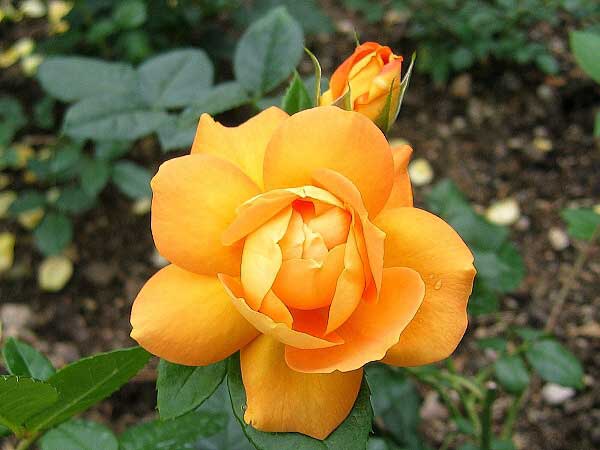 Rosa  floribunda 'Berstein' /Růže mnohokvětá/