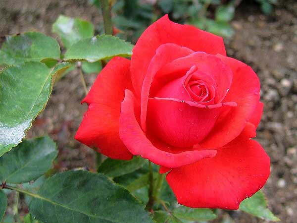 Rosa hybrid 'Komet' /Růže kříženec/