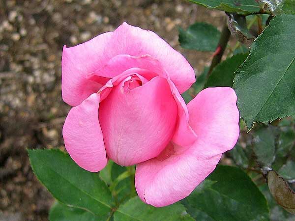 Rosa hybrid 'Princes Margarethe' /Růže kříženec/