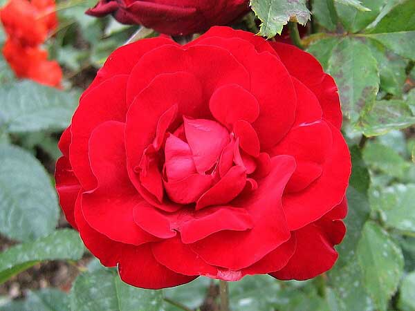 Rosa floribunda 'Pussta' /Růže mnohokvětá/
