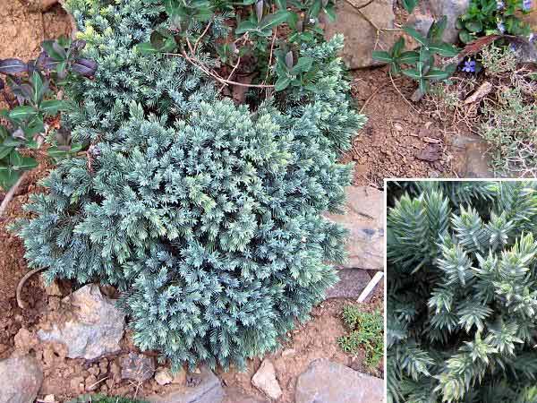 Juniperus squamata 'Blue Star' /Jalovec šupinatý/