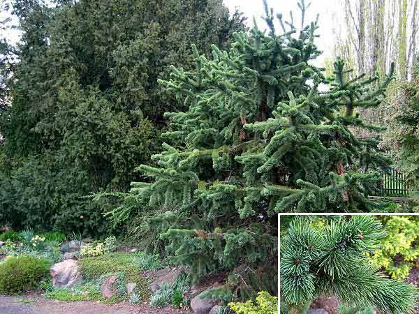 Pinus aristata /Borovice osinatá/