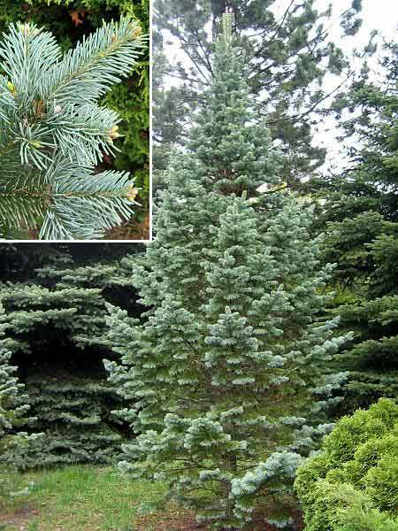 Picea pungens 'f. glauca' /Smrk pichlavý/