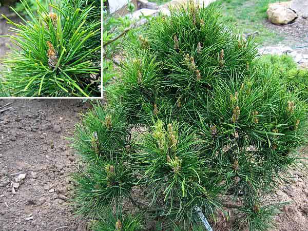 Pinus mugo 'Contorta' /Borovice kleč/