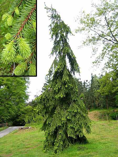 Picea abies 'Pendula Bohemica' /Smrk ztepilý/