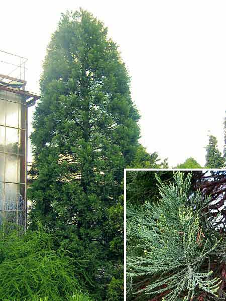 Sequoiadendron giganteum   /Sekvojovec obrovský/