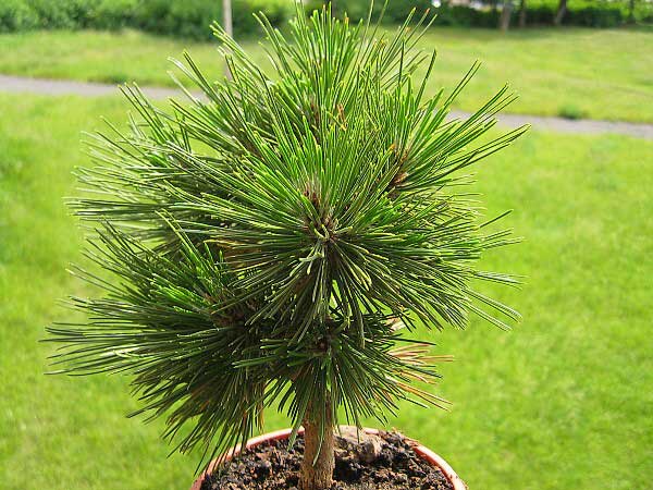 Pinus leucodermis /Borovice bělokorá/