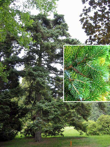 Picea jezoensis /Smrk ajanský/