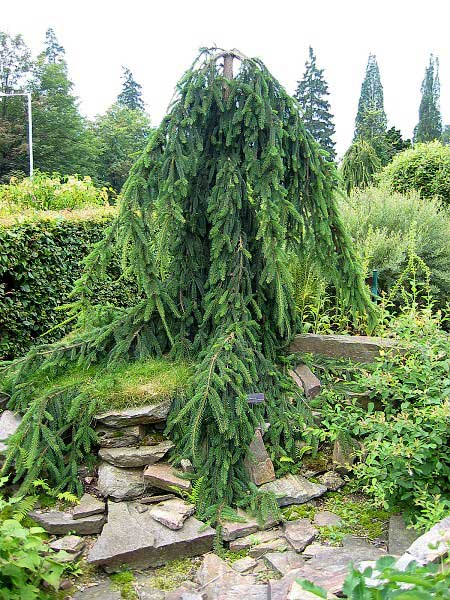 Picea abies 'Bohemica Pendula' /Smrk ztepilý/