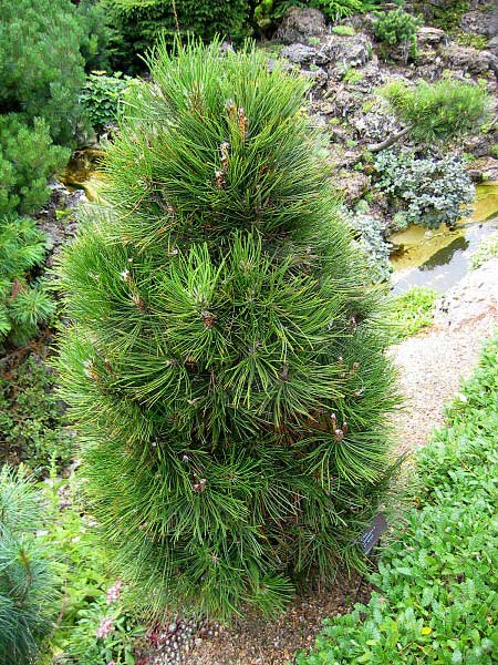 Pinus leucodermis 'Hesse' /Borovice bělokorá/