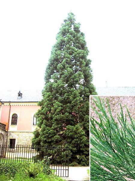 Sequoiadendron giganteum  /Sekvojovec obrovský/