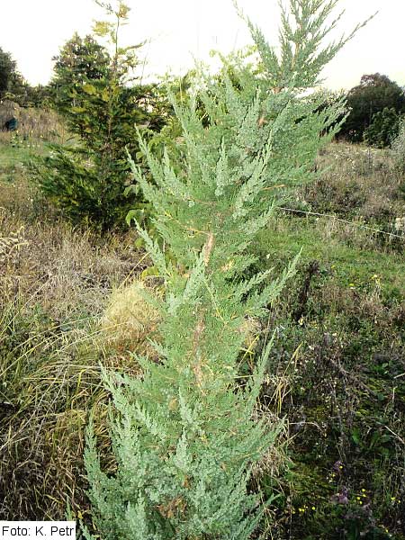 Juniperus chinensis 'Monarch' /Jalovec čínský/
