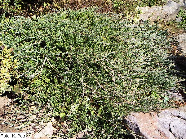 Juniperus horizontalis 'Wiltonii' /Jalovec polehlý/