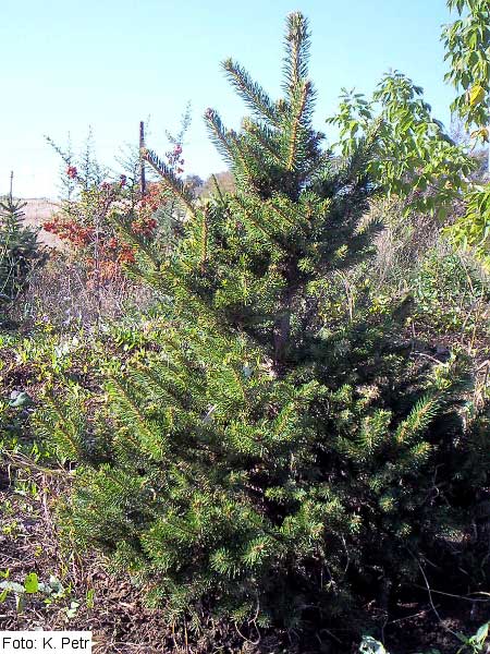 Picea abies 'Zahrádky' /Smrk ztepilý/