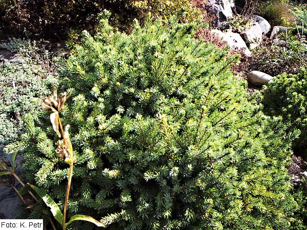 Picea mariana 'Echiniformis' /Smrk černý/