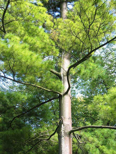 Pinus strobus  /Borovice vejmutovka/