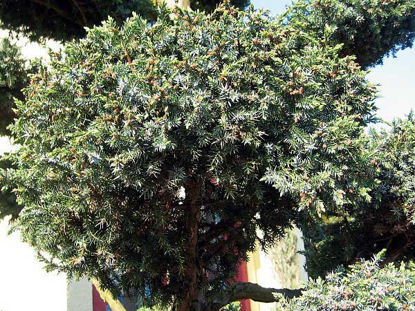 Juniperus chinensis 'Blue Alps'  /Jalovec čínský/