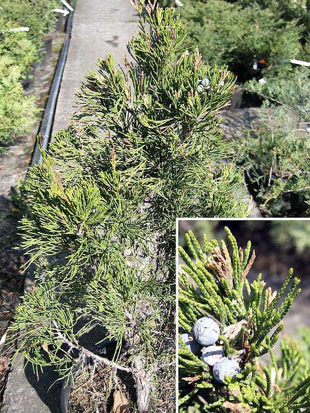Juniperus chinensis 'Templar'  /Jalovec čínský/