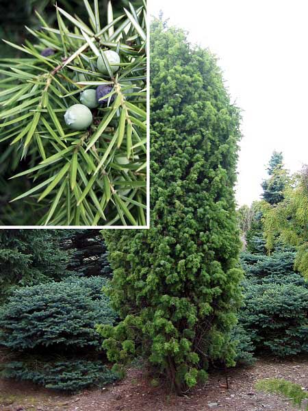Juniperus communis 'Laxa'  /Jalovec obecný/
