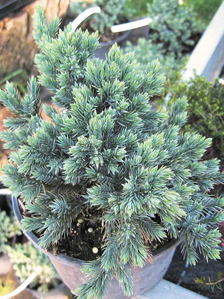 Juniperus squamata 'Blue Star' /Jalovec šupinatý/