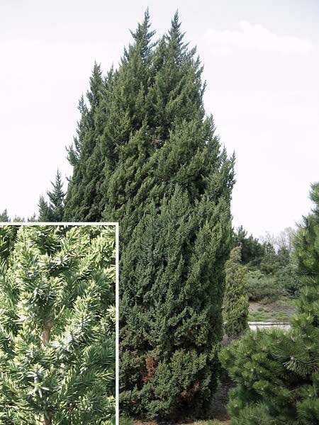 Juniperus chinensis 'Obelisk'  /Jalovec čínský/