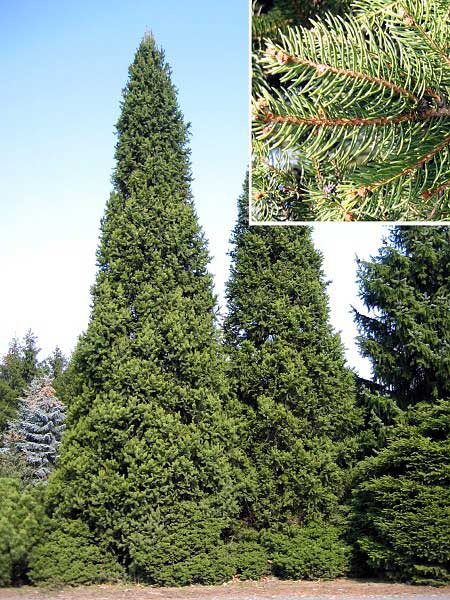 Picea abies 'Cupressinna'  /Smrk ztepilý/