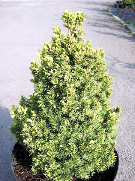 Picea glauca 'Conica' /Smrk bílý/