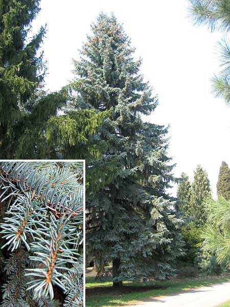 Picea pungens 'Spek' /Smrk pichlavý/