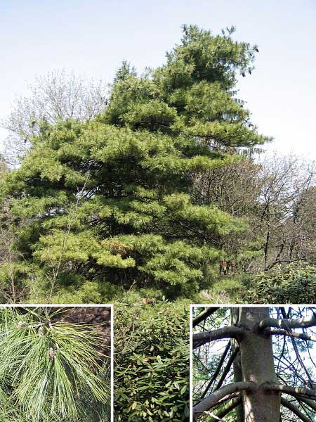 Pinus armandii  /Borovice Armandova/